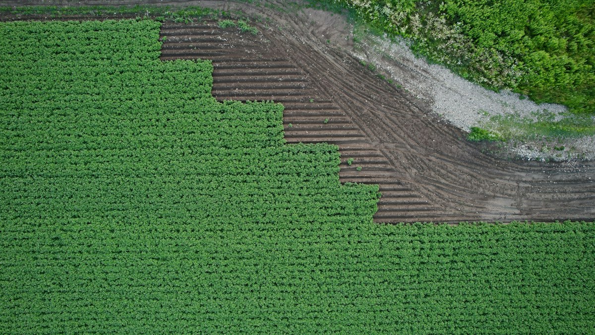 Aerial view of agricultural ground and cultivated crop rows
